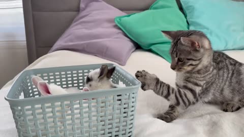 Baby Kitten Meets Tiny Bunnies for the First Time