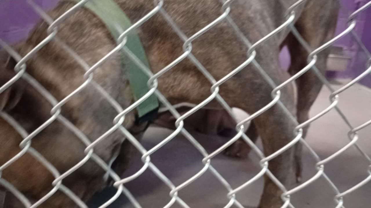 Zeus 6y Pet Id 948578 kennel 22 HSSAZ shelter_20251121_153746328