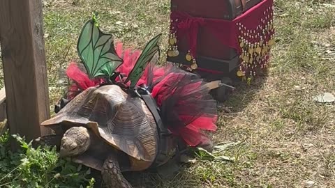 Fundraising Tortoise Fairy Takes A Lunch Break