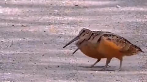 Walking dance of two beautiful birds
