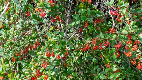 Barberry: Unlocking a Power House for You and Your Horse