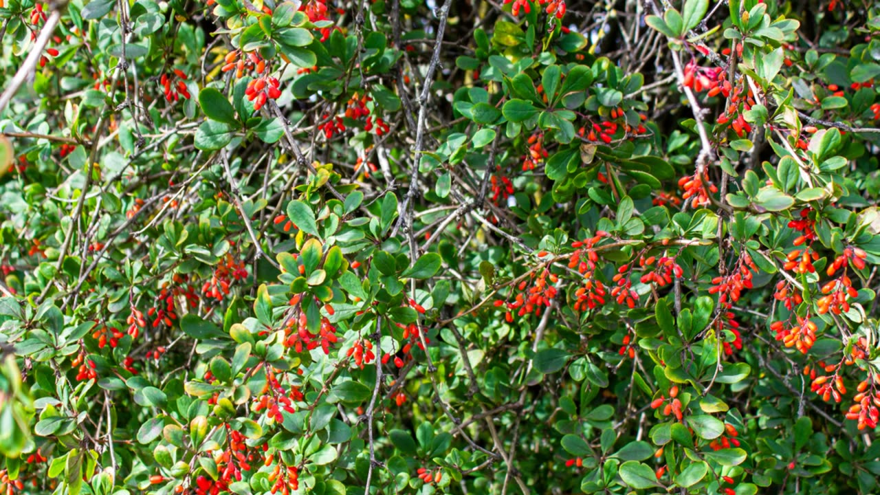 Barberry: Unlocking a Power House for You and Your Horse