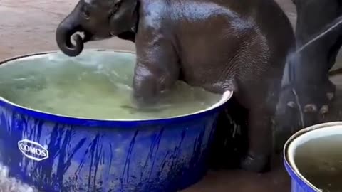 Baby elephant