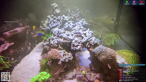 24/7 Real Live Reef Stream