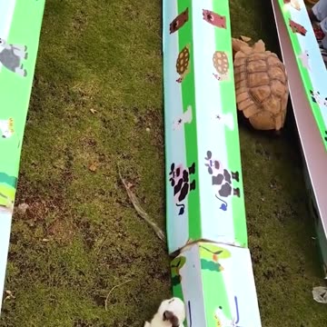 Real life version of The Tortoise and the Hare.hd