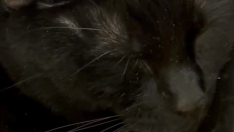 Pretty Precious Piper Looks So Peaceful - My Adopted Shelter Cat Vlog #shorts