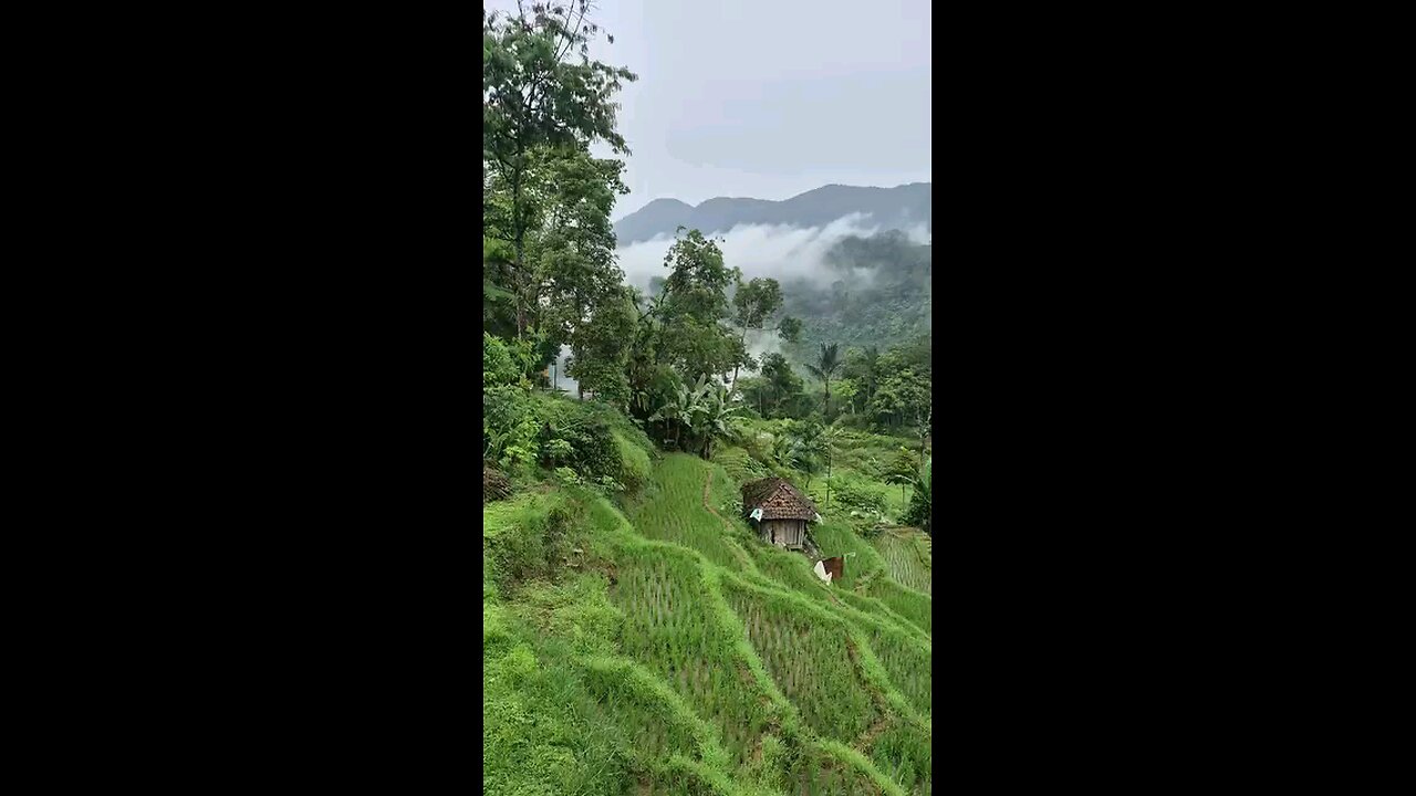 Eye-catching beauty of green nature😍😍