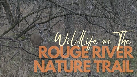 WILDLIFE on the Rouge River Nature Trail | Full Hike POV | Hiking ASMR, Nature ASMR | Rockford, MI