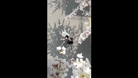love moment status video/happy moments ❤️‍🩹💕