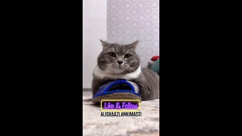 Cat singing #cat #cats #catsagram #catlove #family #follow #viral #animal #hashtags #happy #satisfy