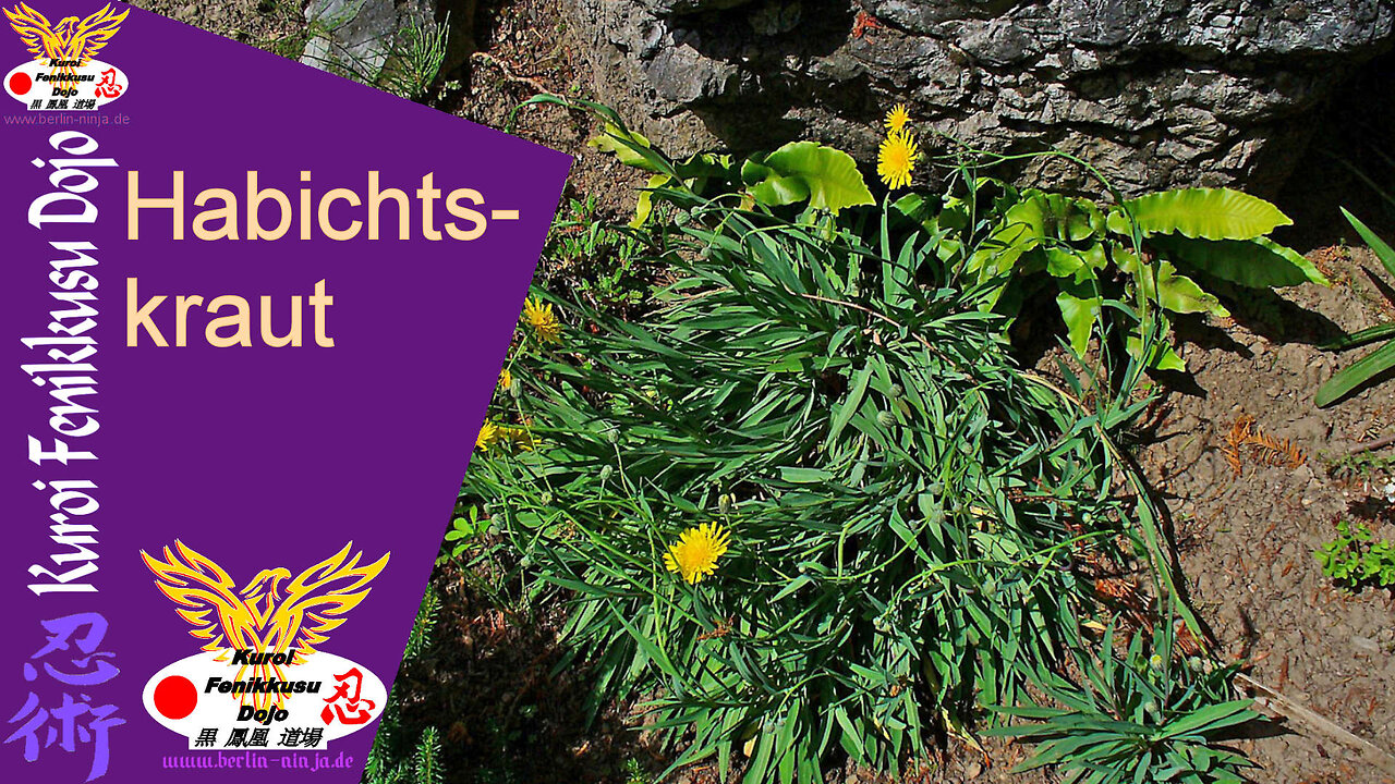 110 - Habichtskraut