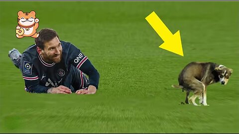 🤣♥️resonating animal scenes in football ⚽⚽ stadiums 👏👏👏👏