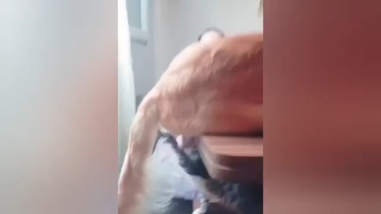 funny cat videos 😂😂