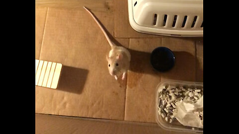 Entertaining Free Roam Fun With Enid & Wednesday