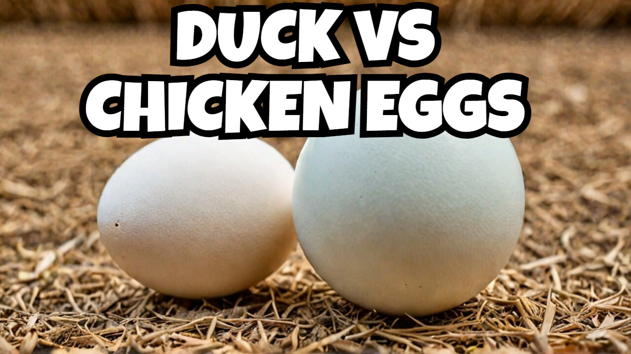 Duck Eggs vs Chicken Eggs What's the Best Choice for Nutrition?