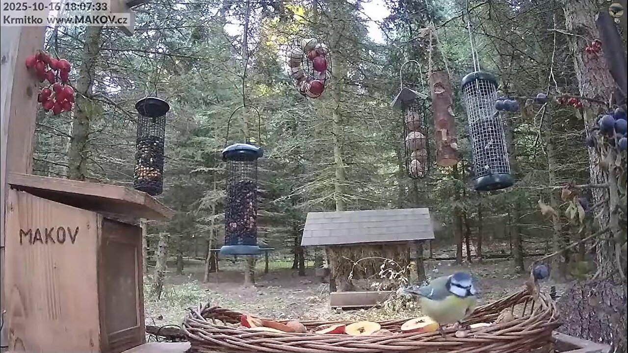 Fat blue tit 🐦👀😮