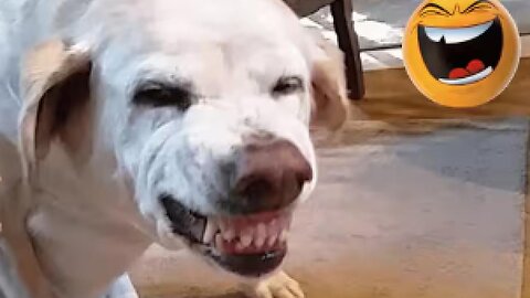 FunnyPetsAtHome