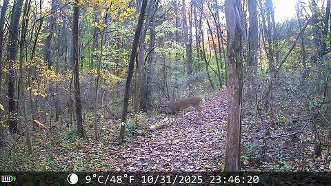 The bucks are starting to move