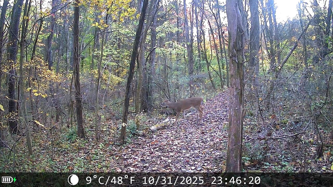 The bucks are starting to move