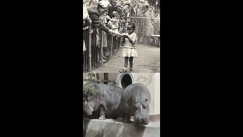 Above Brussels, 1958. A blooming garden.