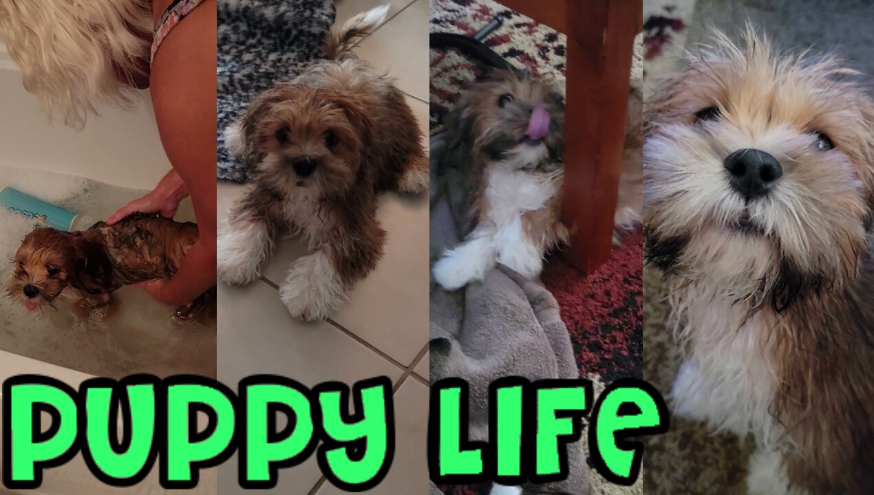 Puppy Life - First Bath, Spunky After Bath, Playing Ball +More