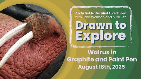 Walrus in Graphite and Paint Pen | Drawn to Explore