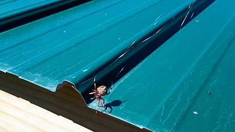 Barn Spider