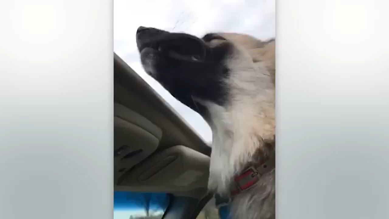 funny animal reacts to crazy weather