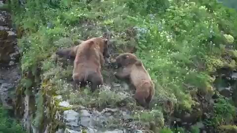 Mama Bear Protecting her cubs