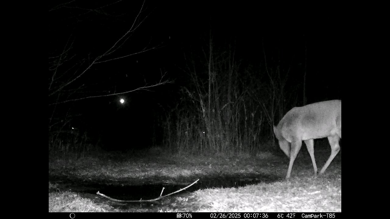 Deer Cam 02-26-2025