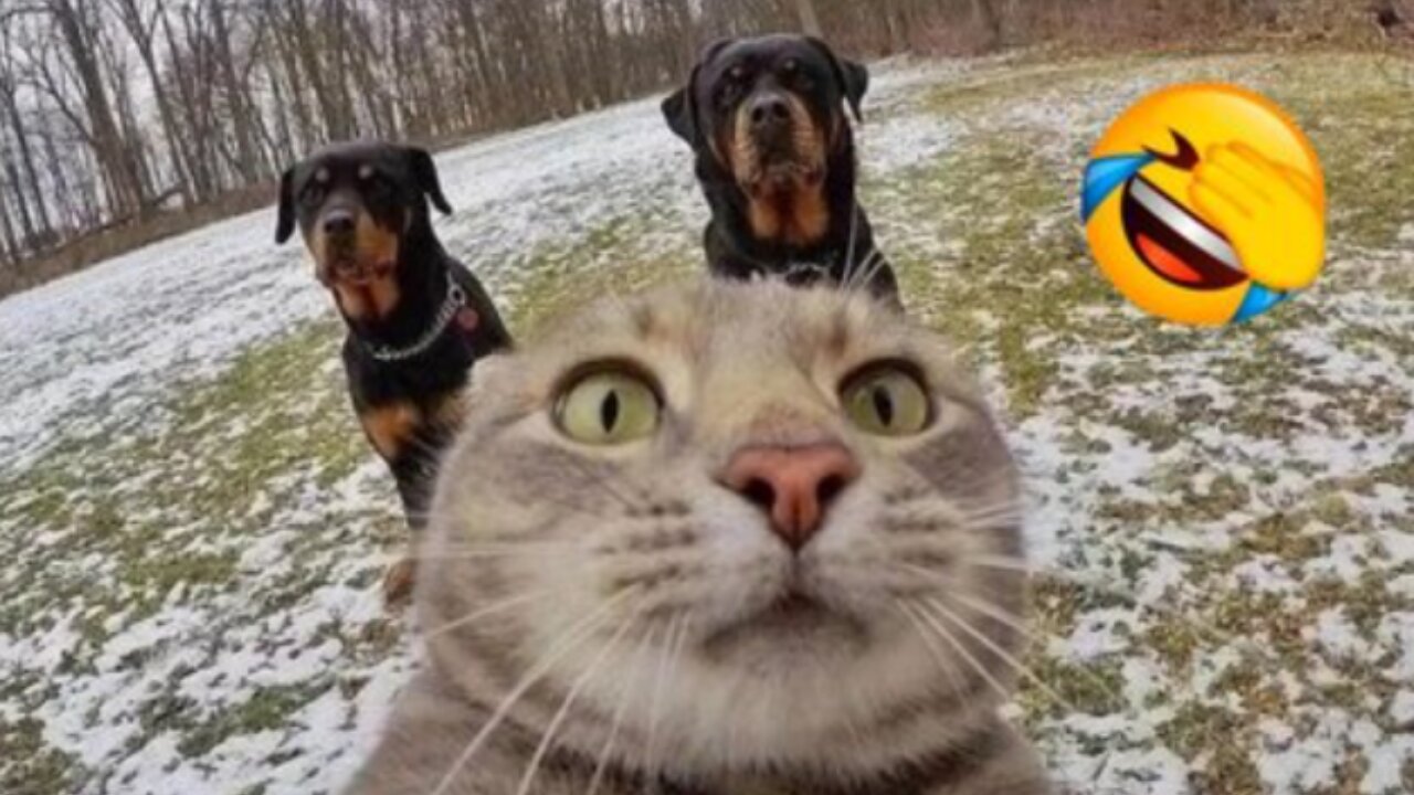 Funniest Dogs and Cats of 2025😼🐶You Laugh You Lose😜