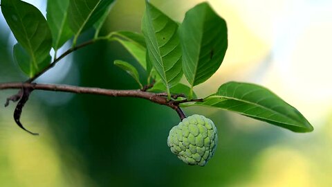 5 Reasons to Add Cherimoya to Your Diet Today! #CherimoyaLove #CustardAppleBenefits