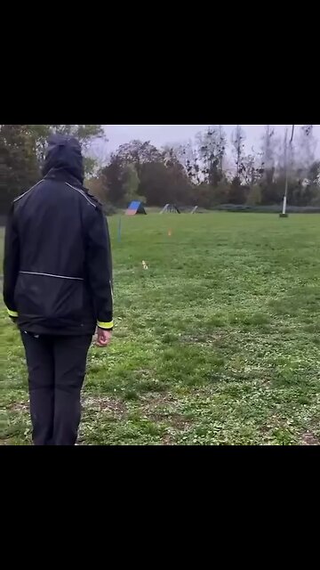 A trend for walking invisible dogs has emerged worldwide