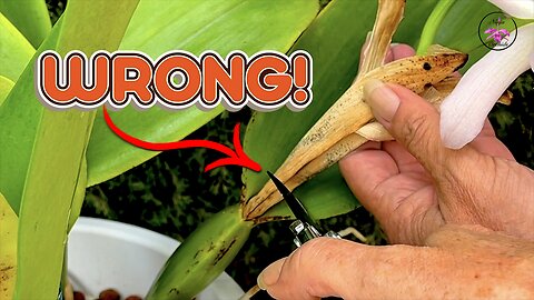Top Tip SAFELY CUT Orchid Flower Spike Tutorial | No DAMAGE Guaranteed! #ninjaorchids
