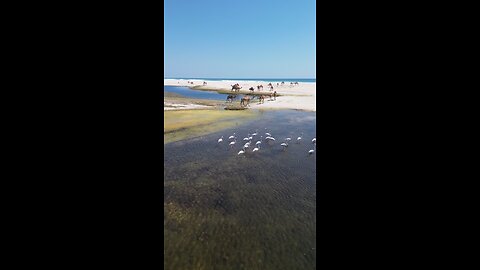 Salalah Oman - camels and flamingo