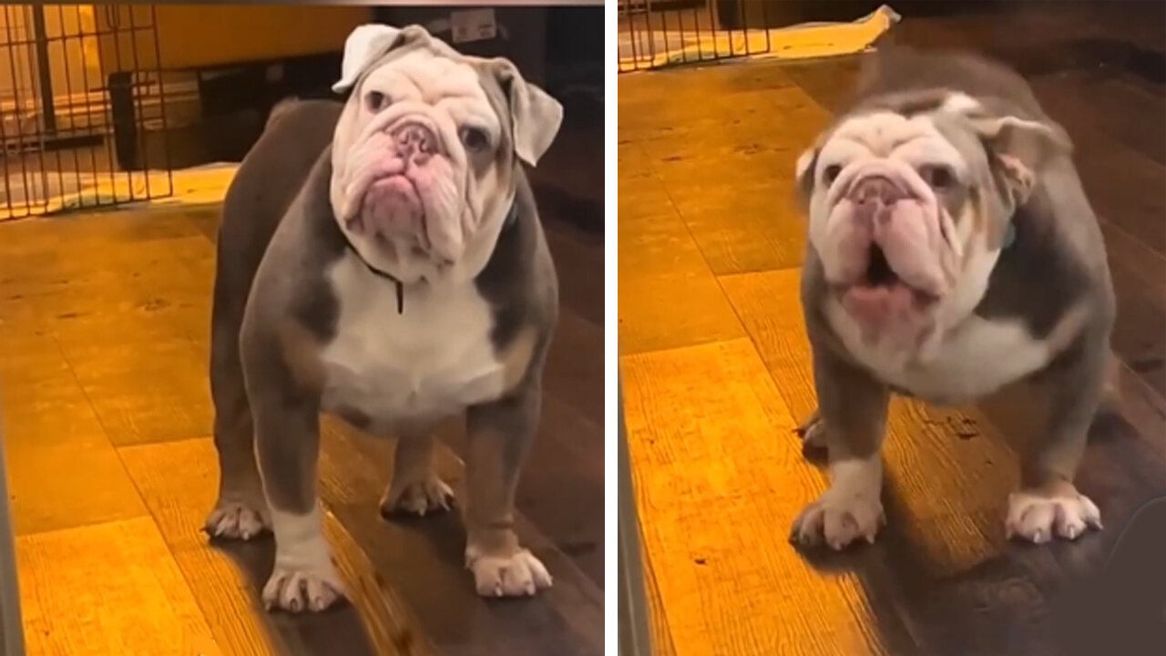 Dog started stalking back after owner says no dinner