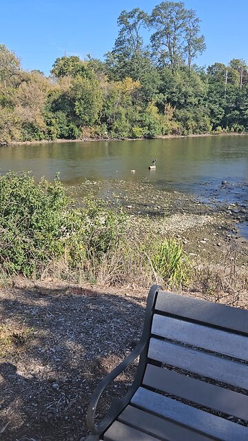 Blue Heron on a Log on the Fox