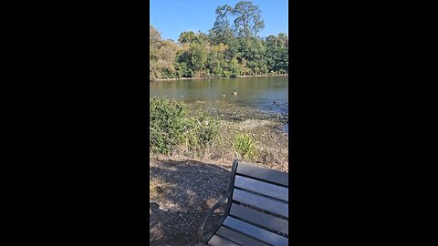 Blue Heron on a Log on the Fox