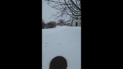 Geese and Ducks by the Bird Feeders in the Snow