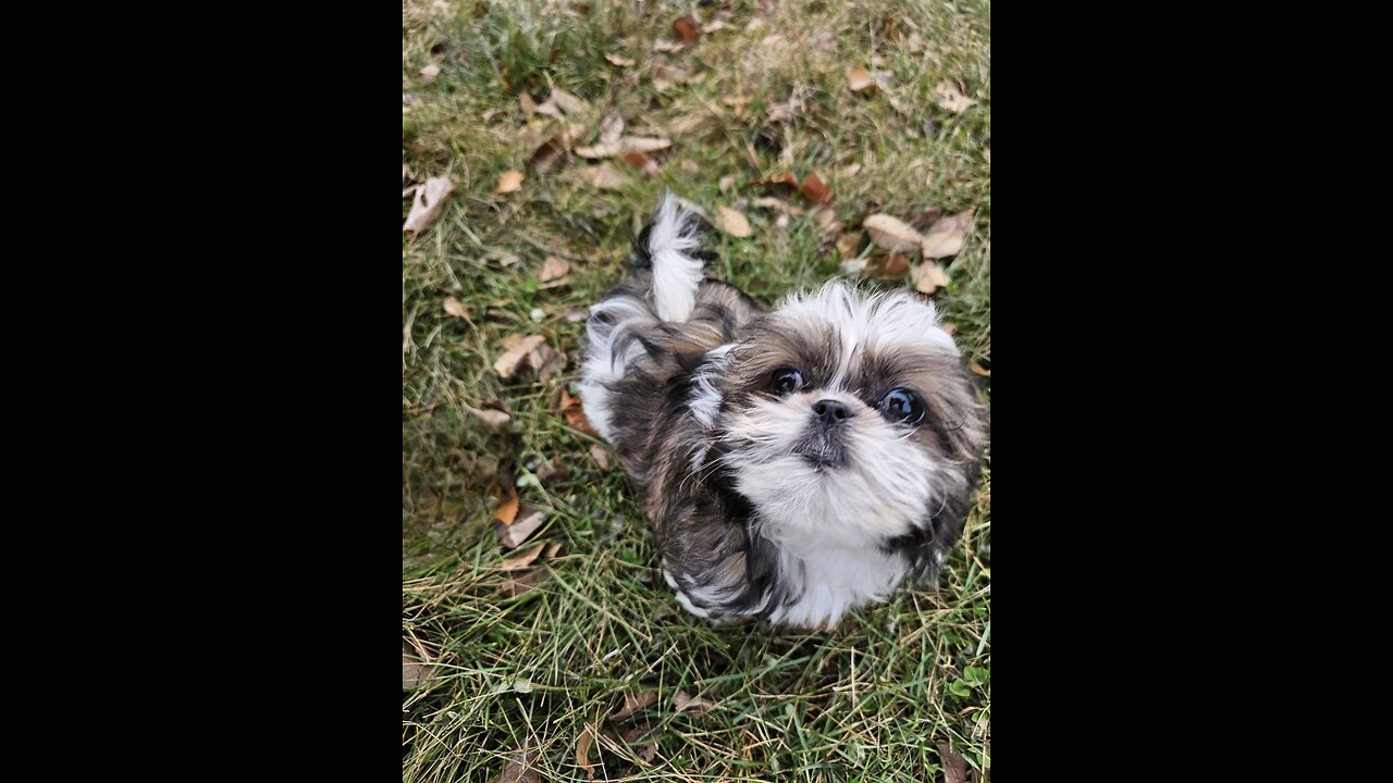 Introducing Blossom The Shihtzu