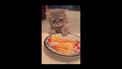 cute cat 🥰 #cat #cute