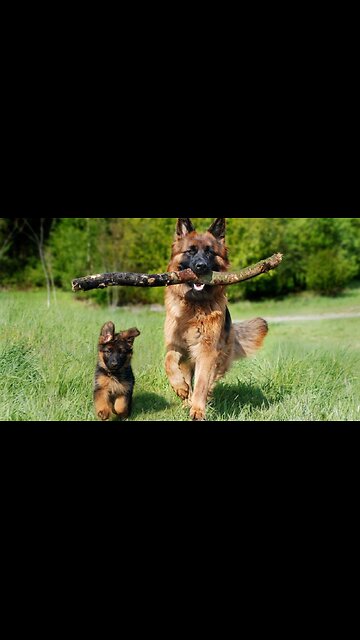 5 Amazing Facts About Dogs!