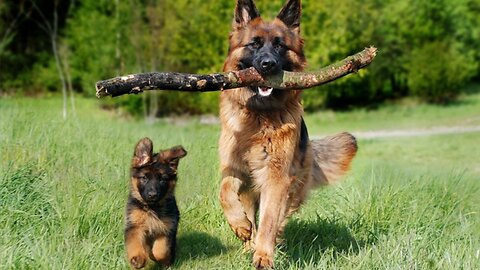 5 Amazing Facts About Dogs!