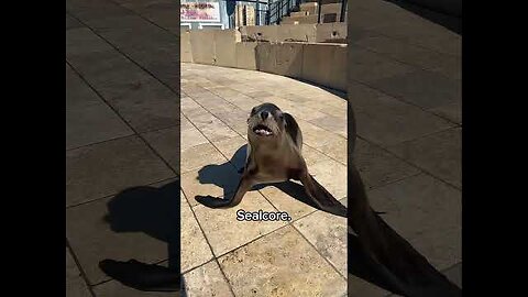 Sealcore #animalsoftiktok #animals #bigcats #wholesome