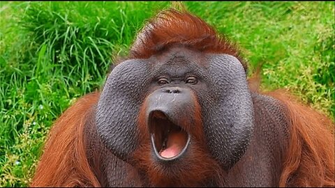 FUNNY Apes Around the World 😂 _ Wild Animals