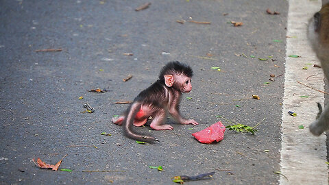 This What We Are Worried About When Mom Monkey Let Her Newborn Baby Playing On The Road