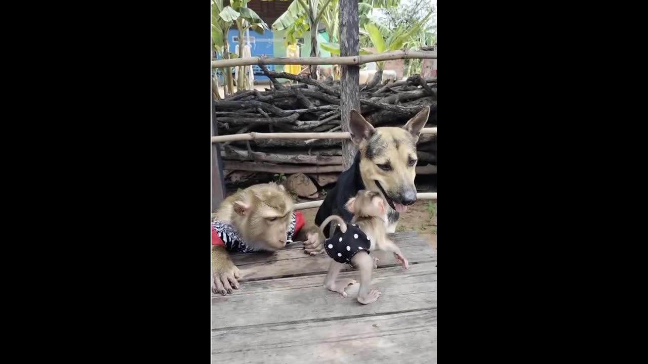 Who are you barking at?