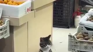😹🐈 Where's the Treat? Cat's Intense Search | FunFM