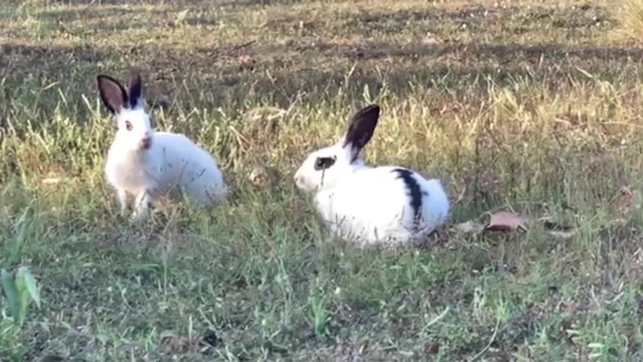 #Rabbit breeding #Pet rabbit care