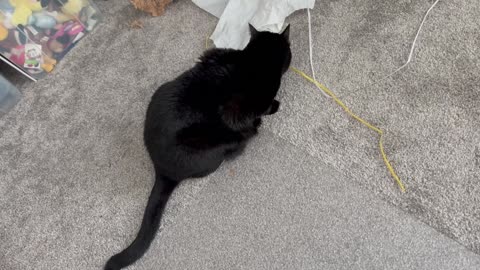 Cute Precious Piper Shows Her Chew Toys - Adopting a Cat from a Shelter Vlog